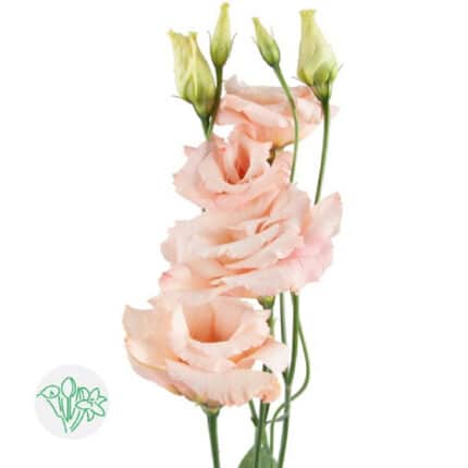 Lisianthus Champagne triple flboard