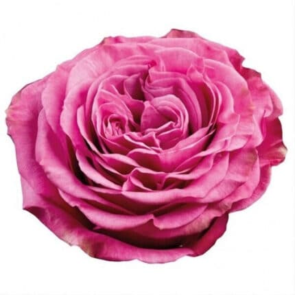 Rose QueenCrown 40cm naranjo