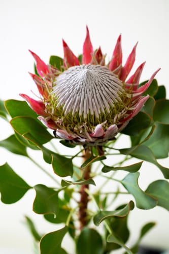 Protea King CynaroidesClaire s