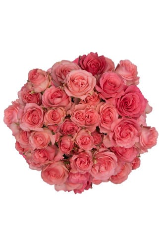 Rosespray Bellalinda Glee Rpri