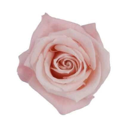 Rose Sweet Esco 40cm rfi