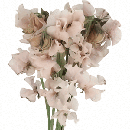 Sweet Pea Beige Megumi holex