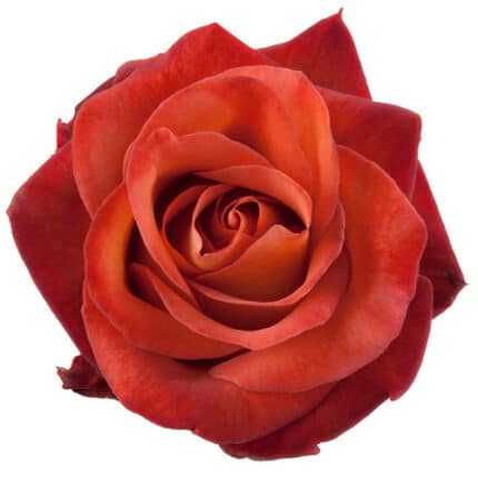 Rose Coffee Break 60cm trilogy