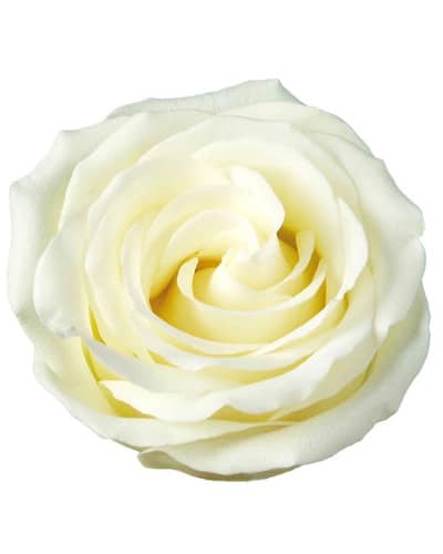 Rose Igloo 50cm sunrite