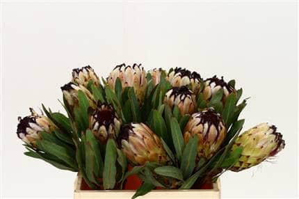 Protea LadyPearl holex(st)
