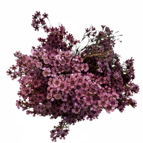4bd288d2-d802-4f39-bb3d-06a773cc8906.jpg Waxflower Burgundy trilogy - Image 1