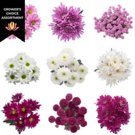 Pom Cdn Berries&Cream(16case)g