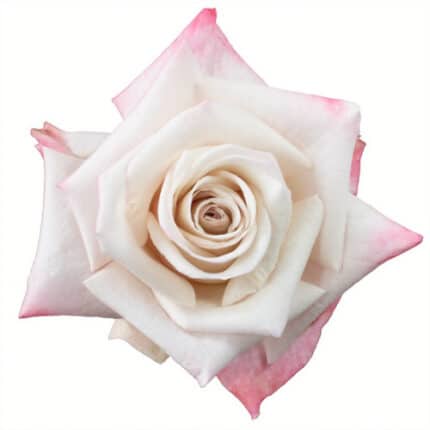 Rose Aly 40cm rprima