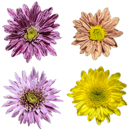 Mum Disbud   Margriet Asst (12 pack) gall