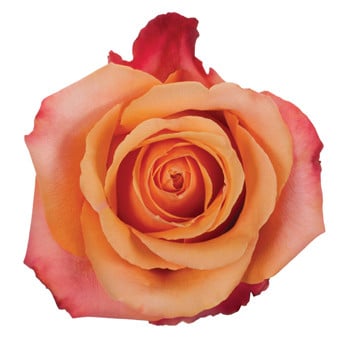 Rose Exotica 40cm rio priv col