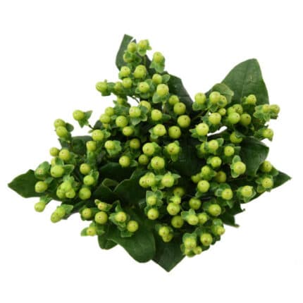 Hypericum Jungle Romance 70cm f.c.