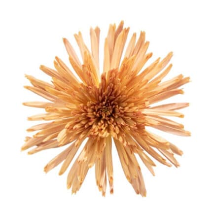 Mum Delistar Copper gdns