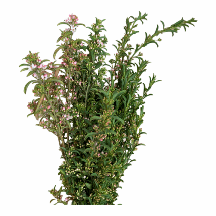 Eriostomen camflor