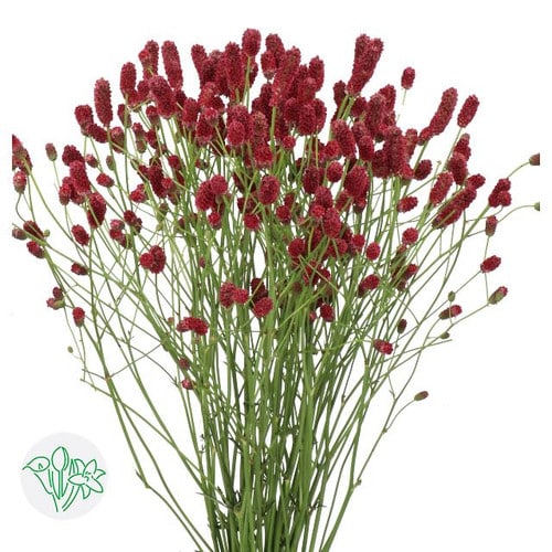 4c3653f9-fca3-43b3-adf7-408d7b36e5ef.jpg Sanguisorba Officinalis Red Dr - Image 1