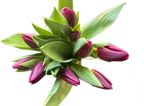 4c3e3998-53ff-49e0-90c6-9cf8a68f10b0.jpg Tulip Dk Purple holl - Image 1