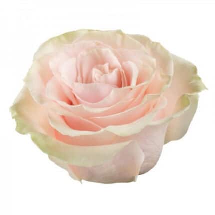 Rose Pink Mondial 40cm rprima
