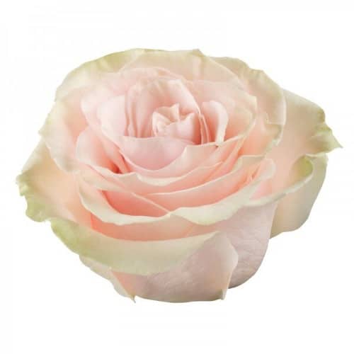 4c4b059b-d318-4517-9cbc-f043ec6a95f7.jpg Rose Pink Mondial 40cm rprima - Image 1