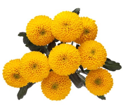 Pom Button CandyCrushYell. SOL