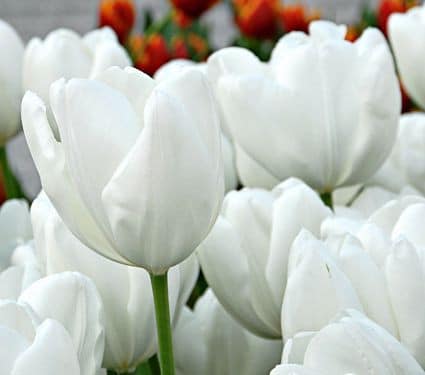 Tulip Hakuun s.v.