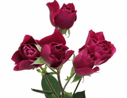 RoseSpray HotPinkMajelica sole