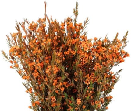 Waxflower Orange tutuli