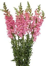 SNAPS pink 90cm trilogy