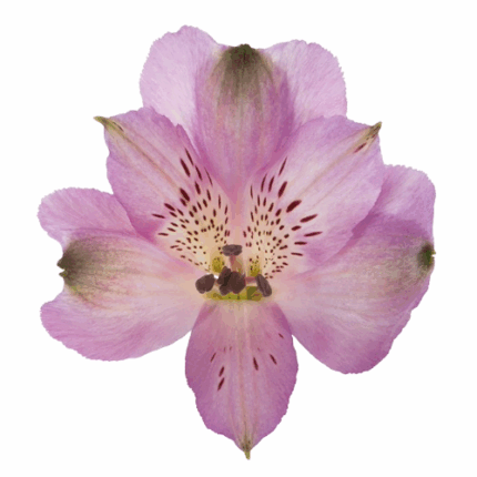 Alstro. Lavender sole supsel