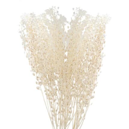 Lepidium Preseverd Bleached(5st)toscana