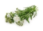 Yarrow Cottage White camflor
