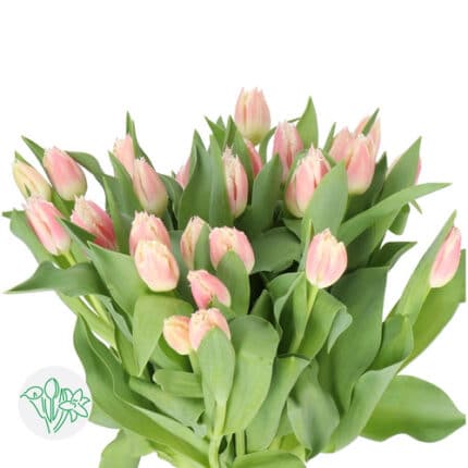 Tulip Frill Bellsong holl