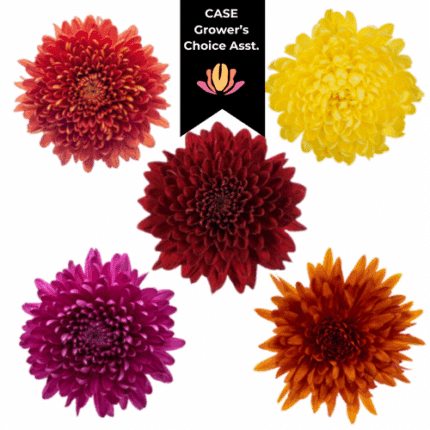 Mums Cremons Fall Asst sole (9case)