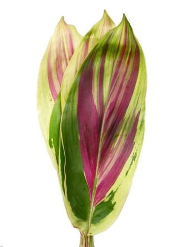 Leaves Ti Rainbow egreen