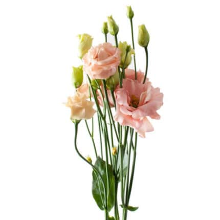 Lisianthus Org holl