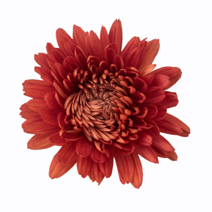 Mum Cremon Red Tusca sole