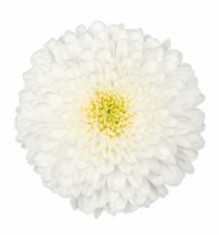 Mum Disbud Superbowl White con
