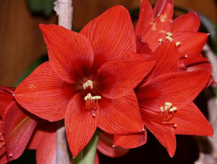 Amarylis  rapido(red) (st)