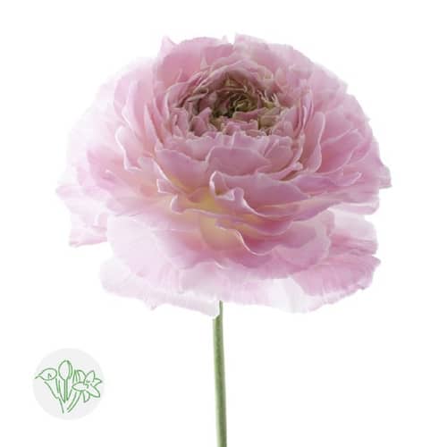 4cc5f09b-0b0e-4938-8451-9314bc7f6f95.jpg Ranunculus Success Nonno Anton - Image 1