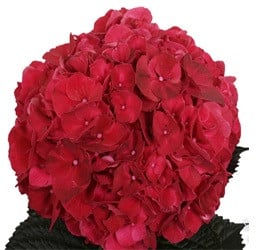 Hydrange RubyRed Classic holl(