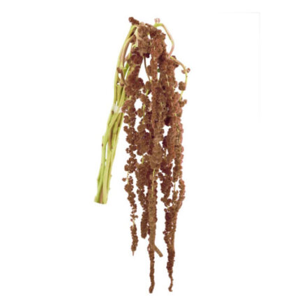 Amaranthus Hanging Bronze 70cm