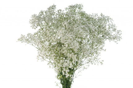 Baby'sBreath WhitePearl bmark