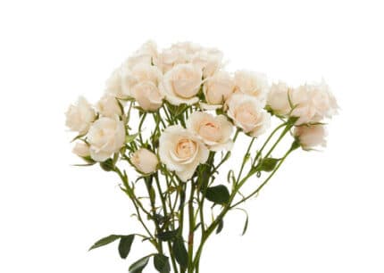 RoseSpray White Maj 40cm sunrite