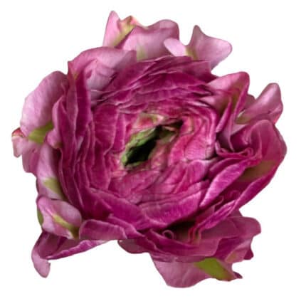Ranunculus Pon Lav Var flboard