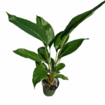 6" Potted Bat Plant