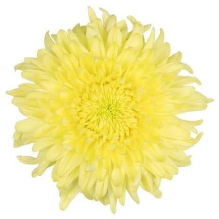 Mum Magnum Yellow rio