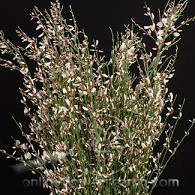 GINESTRA red mellano