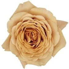 Rose Golden Mustard 50cm flore