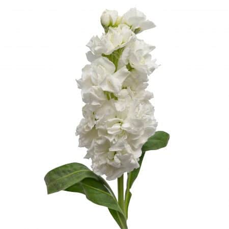 4cec430d-31dc-4ffc-a684-7d1ba4ddf8ec.jpg Stock Spray White sing - Image 1