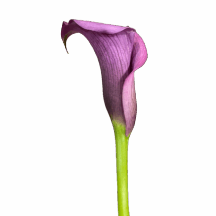 Calla Violet continental