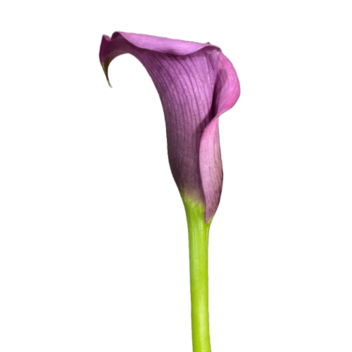 4cf0a374-adfe-4358-bcec-b4610a4ad99d.png Calla Violet continental - Image 1