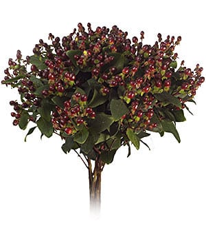 Hypericum Magical universe rio